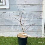Acer palmatum 'Atropurpureum' - Érable du Japon
