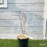 Acer palmatum Butterfly - Érable du Japon