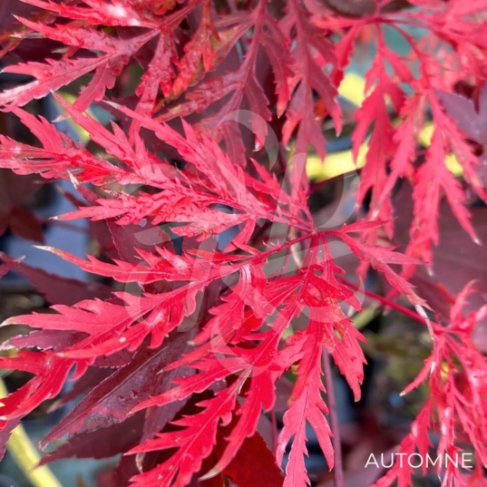 Acer palmatum 'Garnet' - Érable du Japon