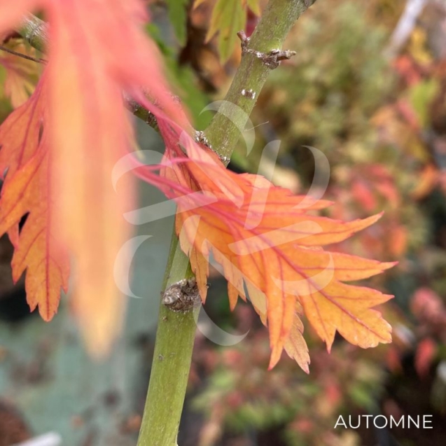 Acer palmatum 'Koshimino' - Érable du Japon