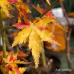 Acer palmatum 'Little Richard' - Érable du Japon