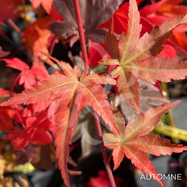 Acer palmatum 'Mila' - Érable du Japon
