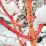Acer palmatum 'Miya' - Érable du Japon