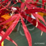 Acer palmatum 'NC Red' - Érable du Japon