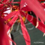 Acer palmatum 'NC Red' - Érable du Japon