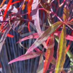 Acer palmatum 'NC Red' - Érable du Japon