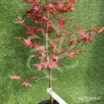Acer Palmatum 'Nogat' - Érable du Japon
