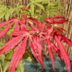Acer palmatum 'Nyaku oji' - Érable du Japon