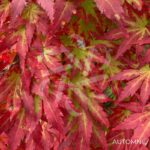 Acer palmatum 'Orange Dream' - Érable du Japon