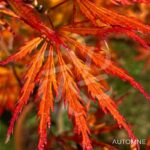Acer palmatum 'Orange Lace' - Érable du Japon