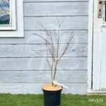 Acer palmatum 'Orange Lace' - Érable du Japon