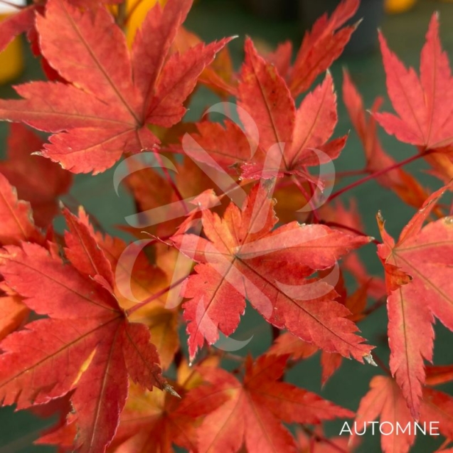 Acer palmatum 'Russel Grace' - Érable du Japon