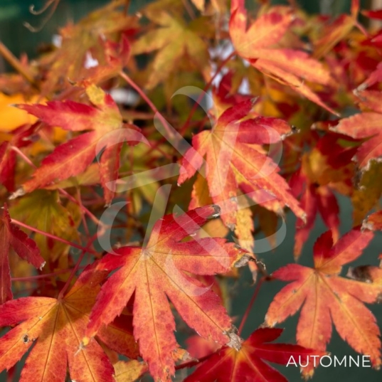 Acer palmatum 'Susan' - Érable du Japon