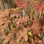 Acer palmatum 'Takao beni' - Érable du Japon