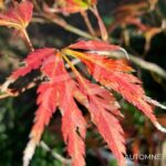 Acer palmatum 'V Corbin' - Érable du Japon