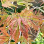 Acer palmatum 'V Corbin' - Érable du Japon