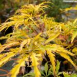 Acer palmatum 'V Corbin' - Érable du Japon