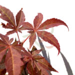 Acer palmatum 'Atropurpureum' - Érable du Japon