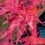 Acer palmatum 'Atropurpureum' - Érable du Japon