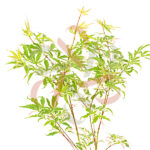 Acer palmatum 'Butterfly'