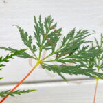 Acer palmatum 'Emerald Lace'