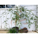 Acer palmatum 'Emerald Lace'