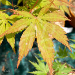 Acer palmatum 'Nyaku oji' - Érable du Japon