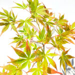 Acer palmatum 'Nyaku oji'