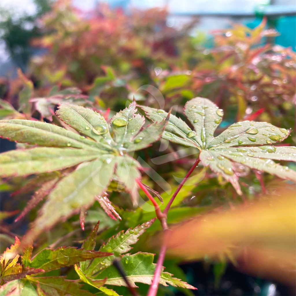 Acer Palmatum - Érables du Japon en notre magasin en ligne de plantes