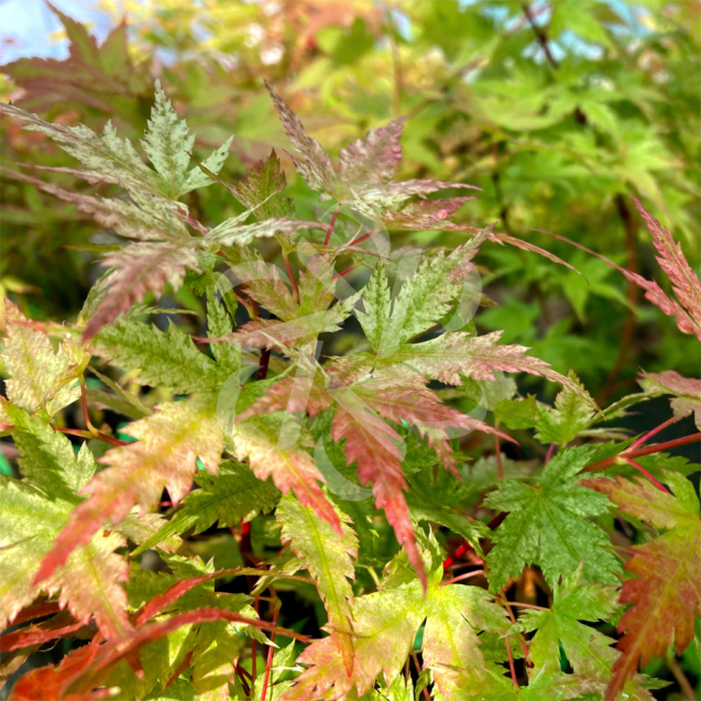 Acer Palmatum Russel Grace