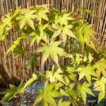 Acer palmatum 'Susan' - Érable du Japon