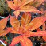 Acer palmatum 'Takao beni' - Érable du Japon