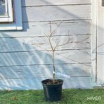 Acer palmatum 'Takao beni' - Érable du Japon