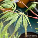 Acer palmatum 'V Corbin' - Érable du Japon
