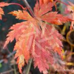 Acer shirasawanum 'Gloria' - Érable du Japon