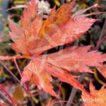 Acer shirasawanum 'Gloria' - Érable du Japon