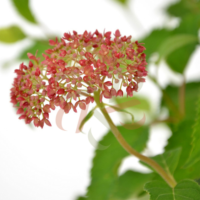 Hydrangea arborescens 'Pink Annabelle'
