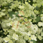Hydrangea paniculata 'Prim White'