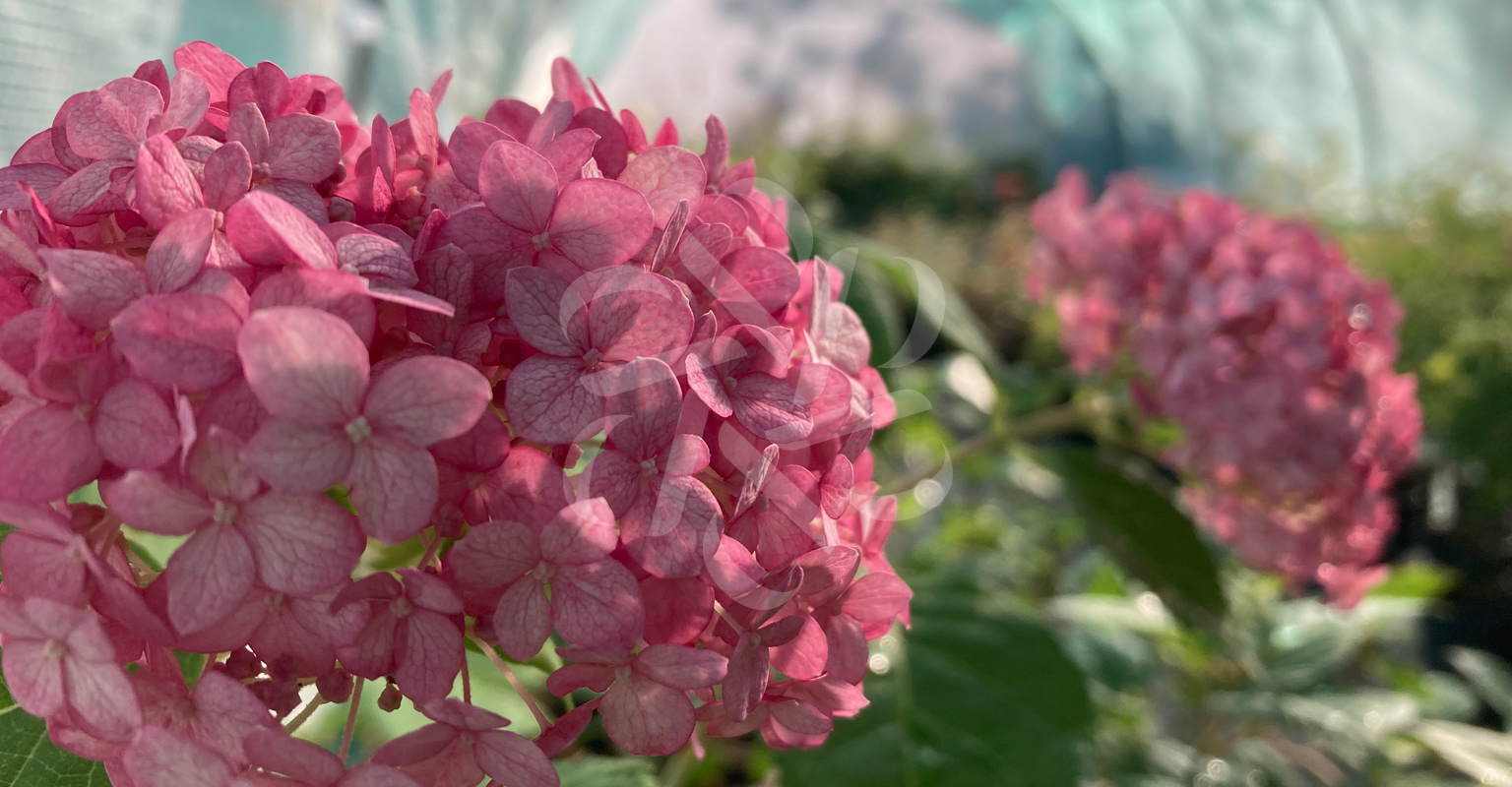 Hydrangea Ruby Annabelle