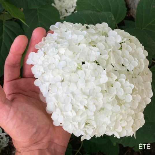 Hydrangea arborescens 'Strong Annabelle'