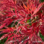 Acer palmatum 'Emerald Lace' - Érable du Japon dissectum