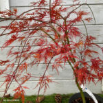 Acer palmatum 'Emerald Lace' - Érable du Japon dissectum
