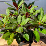 Rhododendron ‘Wine and Roses’