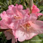 Rhododendron ‘Wine and Roses’