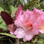 Rhododendron ‘Wine and Roses’