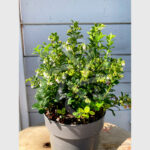 Vaccinium vitis-idaea ‘red Candy’ - Airelle rouge 'Red Candy'