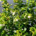 Vaccinium vitis-idaea ‘red Candy’ - Airelle rouge 'Red Candy'