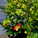 Vaccinium vitis-idaea ‘red Candy’ - Airelle rouge 'Red Candy'