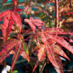 Acer palmatum 'Atropurpureum' - Érable du Japon