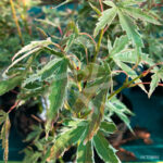 Acer palmatum 'Butterfly' - Érable du Japon disponible en notre magasin en ligne de plantes